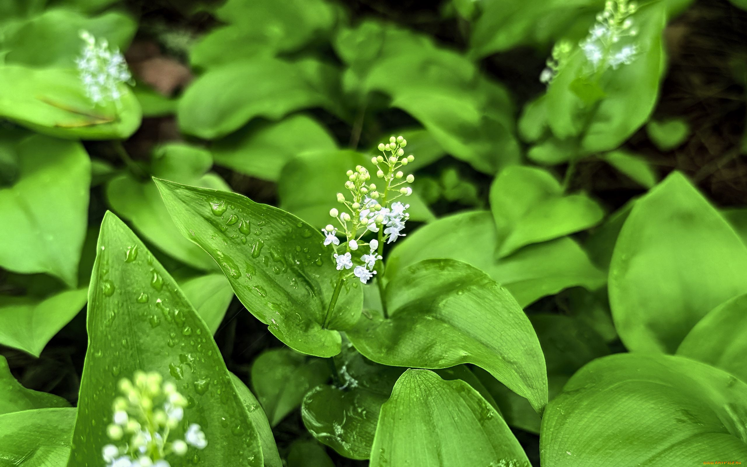 maianthemum, , 